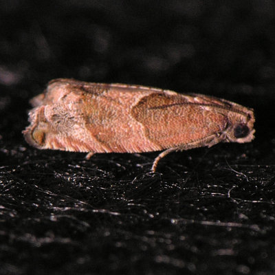 3227-8 Gypsonoma  Species ???