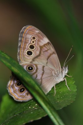 Northern Pealry-eye