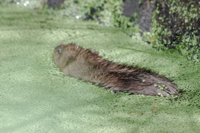 Muskrat