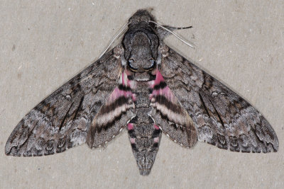 7771 Pink-spotted Hawkmoth - Agrius cingulata