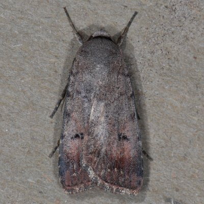 10903 Snowy Dart Moth - Anicla illapsa