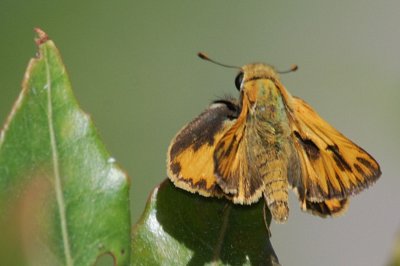 Skipper 1