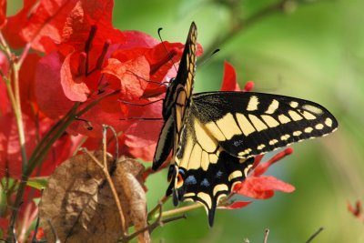Anise Swallowtail - Papilio zelicaon