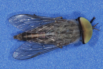 Striped Horse Fly male