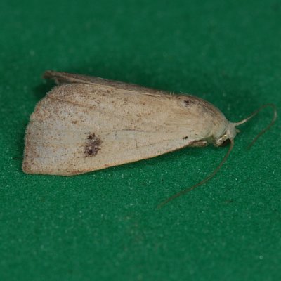 8404 Spotted Grass Moth - Rivula propinqualis