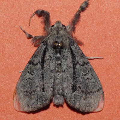 8292  Tephra Tussock Moth - Dasychira tephra