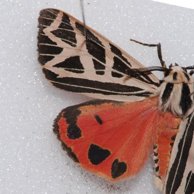 8194 Phyllira Tiger - Grammia phyllira