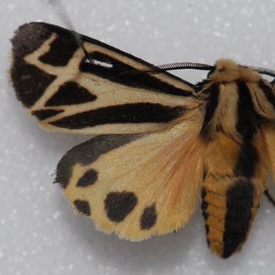 8169 Harnessed Tiger - Apantesis phalerata