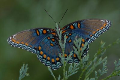 Red-spotted Purple - below