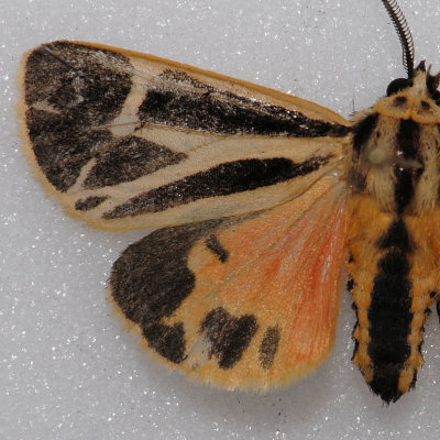 8170  Banded Tiger Moth Species Group
