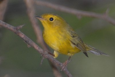 Yellow Warbler