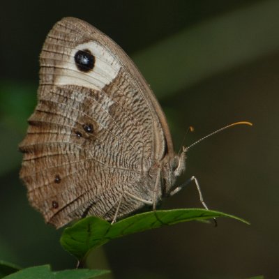 Common Wood Nymph