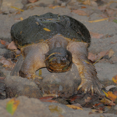 Common Snapping Turtle