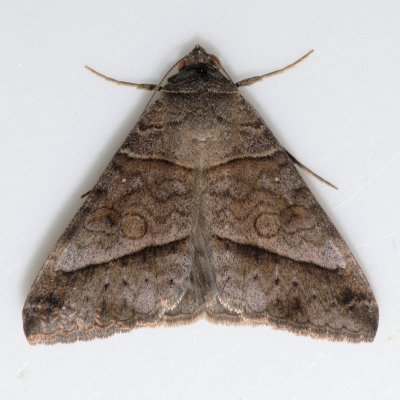 8743  Small Mocis - Mocis latipes