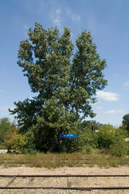 large tree and small sign