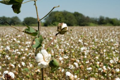 cotton plants