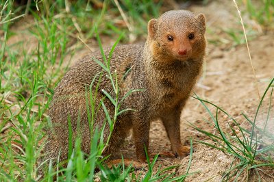 Dwarf Mongoose