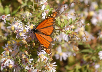 NC-FALL2006-Butterfly.JPG