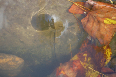 NC-FALL2006-whirlpool.JPG