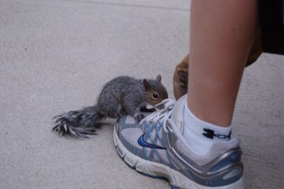 Squirrel-1.JPG