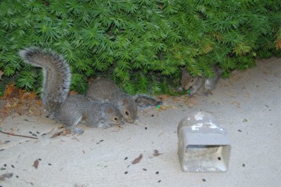 Squirrel-2.JPG