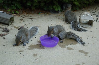 Squirrel-3.JPG
