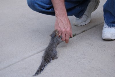 Squirrel-4.JPG
