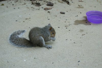 Squirrel-5.JPG