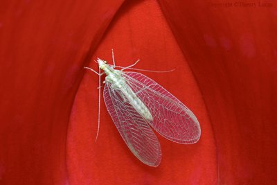 Lacewing into a tulip
