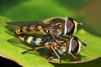 Hover flies reproducing on a sheet of ivy
