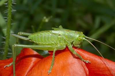 Grasshopper on a poppy