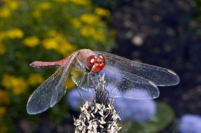 Dragonfly  (Sympetrum)