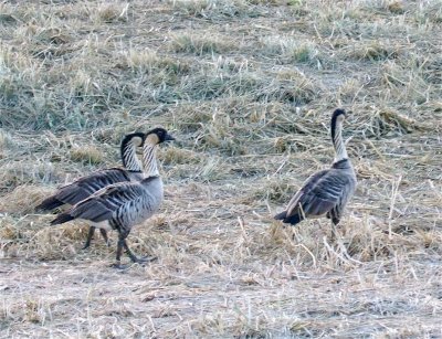 Nene - Follow the Leader...