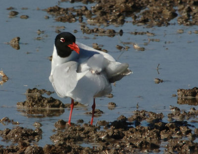 recent gulls in the po delta river