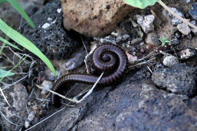 millipede NM w-color 9087.JPG