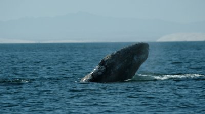 ballena espiadora