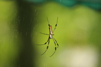  Black and Silky Spider