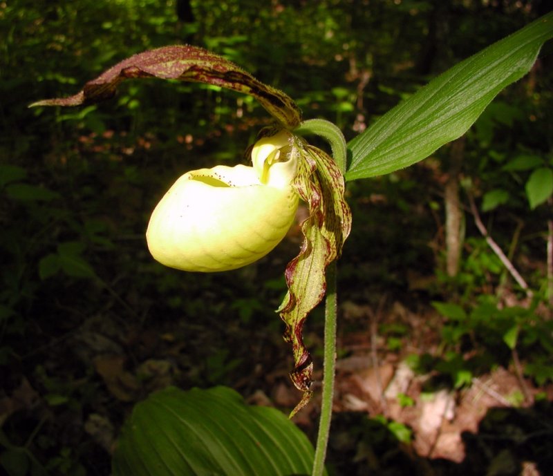 Cypripedium kentuckiense