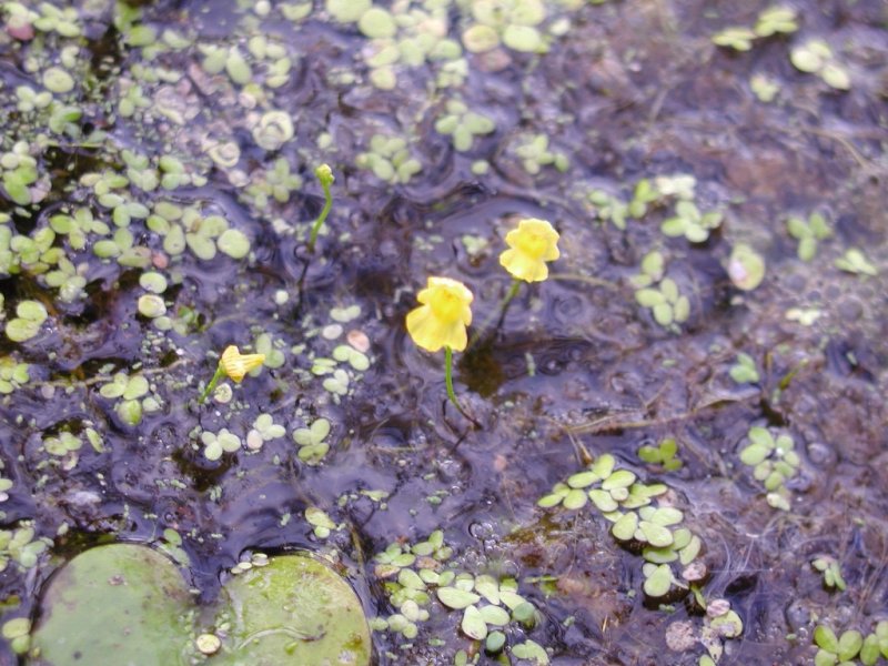 Utricularia sp.
