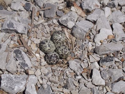 Killdeer