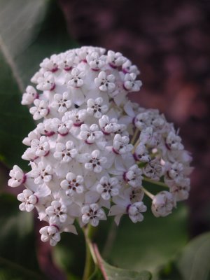 Asclepias variegata