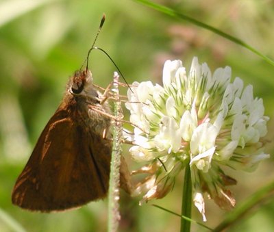 Broad-winged Skipper