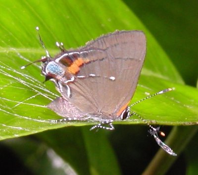 Fulvous Hairstreak