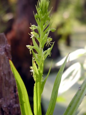 Habenaria repens