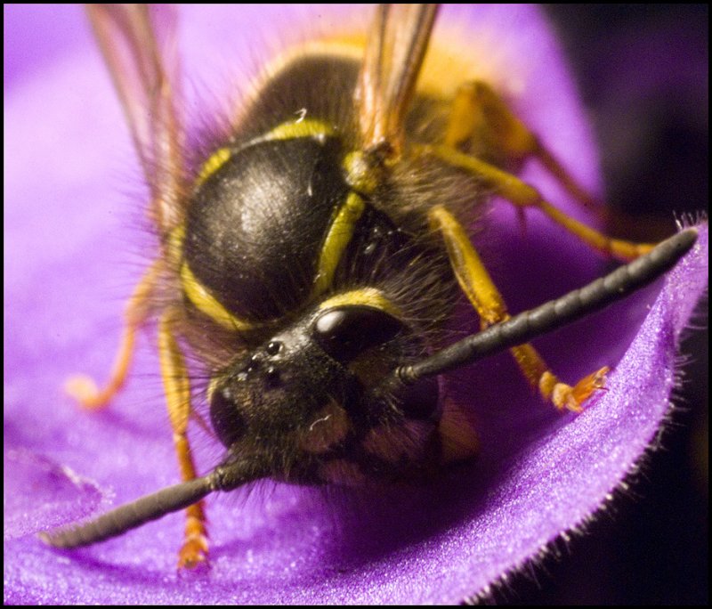 wasp2.jpg