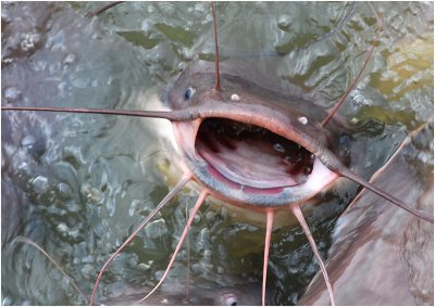 Scary Catfish!