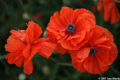 Poppies