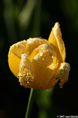 Yellow tulip with raindrops