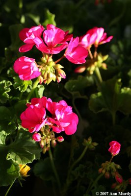 Geraniums