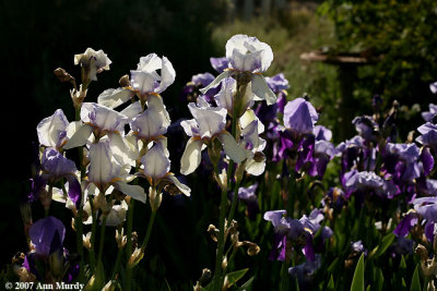 White and purple irises